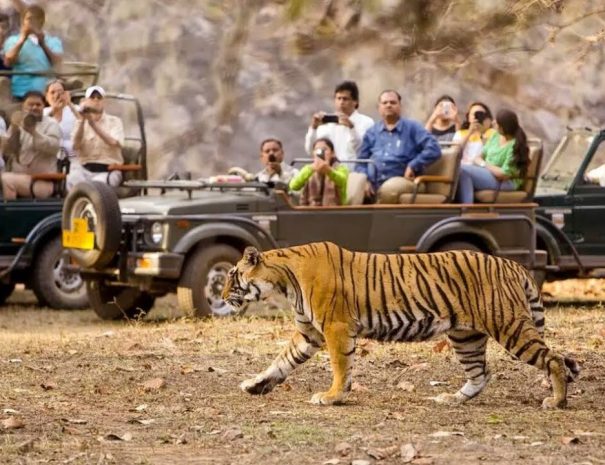 Chitwan Jungle Safari Tours